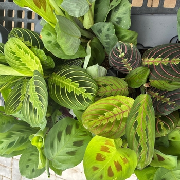 Maranta leuconeura