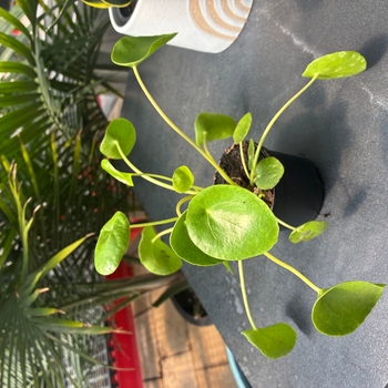 Pilea peperomioides
