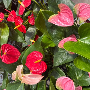 Anthurium 