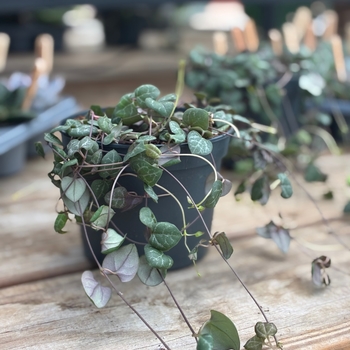 Ceropegia woodii