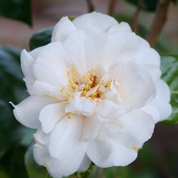 Camellia japonica 'April Snow'