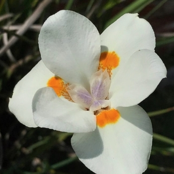 Dietes iridiodes 'Orange Drop' 