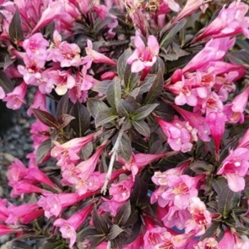 Weigela 'Crimson Kisses™' PP22,476