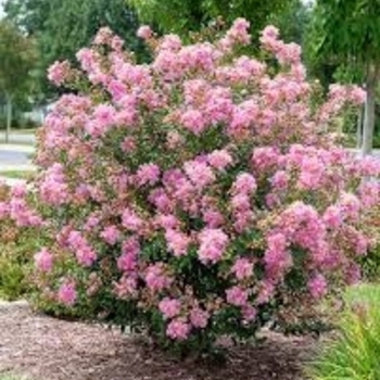 Lagerstroemia 'Dwarf Pink' 