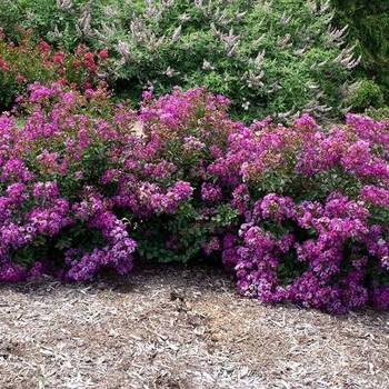 Lagerstroemia 'Dwarf Purple'