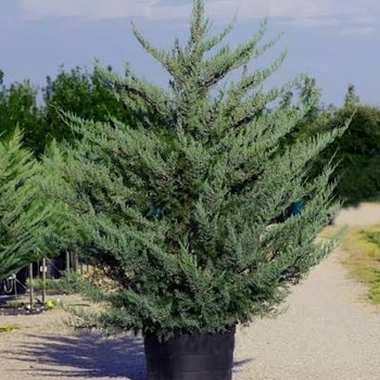 Juniperus virginiana var. silicicola 'Can-SRC1' PP31963