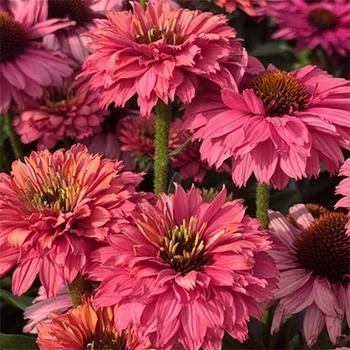 Echinacea 'SunSeekers Pink'