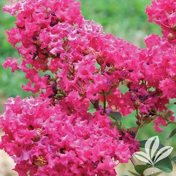 Lagerstroemia indica x fauriei 'Tonto'