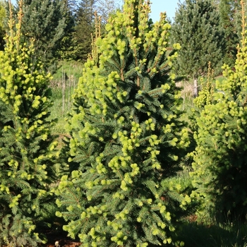 Picea mariana 'Wellspire'