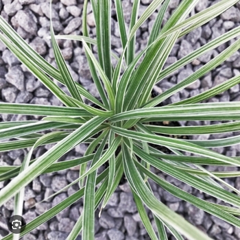 Liriope muscari 'Aztec Grass' 
