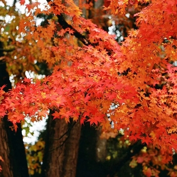 Acer palmatum 'Harvest Orange'
