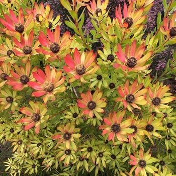Leucadendron 'Wilson's Wonder'