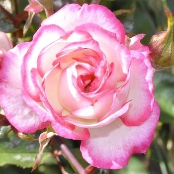 Rosa