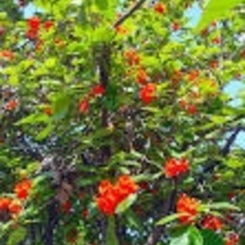 Cordia sebestena