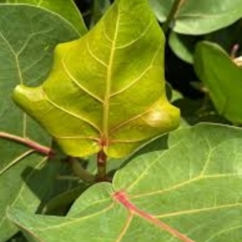 Coccoloba uvifera