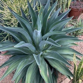 Agave desmettiana
