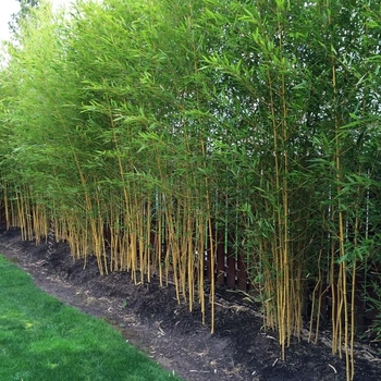 Bambusa multiplex 'Golden Goddess'