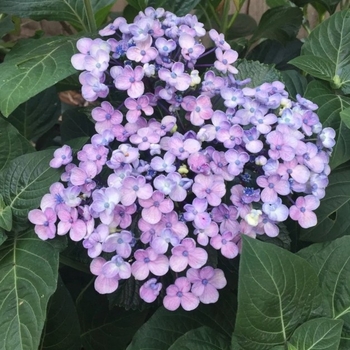 Hydrangea macrophylla 'Ayesha'