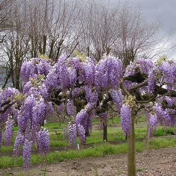 Wisteria sinensis 'Cooke's Purple™' USPP18407P2