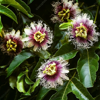 Passiflora edulis 'Frederick' 