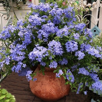 Plumbago auriculata 'Imperial Blue' 