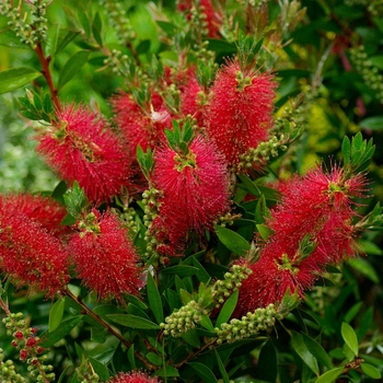 Callistemon rigidus 'RutCall' PP23848