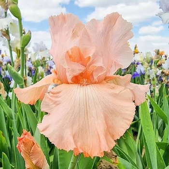 Iris hollandica