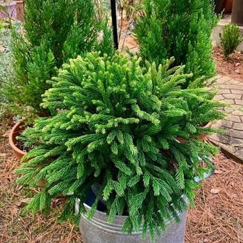 Cryptomeria japonica