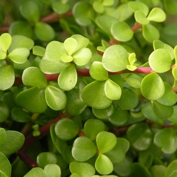 Portulacaria afra