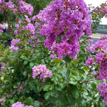Lagerstroemia indica 'Autaugaville Purple'