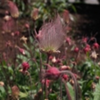 Geum triflorum