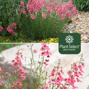 Diascia integerrima 'Coral Canyon®' P0095