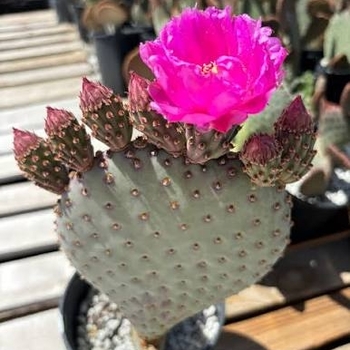 Opuntia basilaris