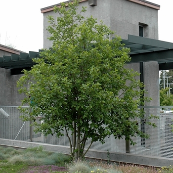 Alnus incana ssp. tenuifolia