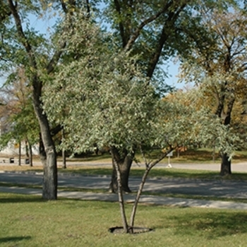 Shepherdia argentea