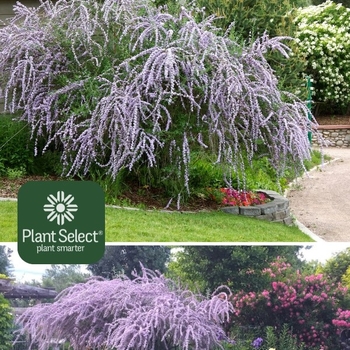 Buddleia alternifolia 'Argentea'