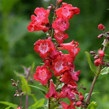 Penstemon barbatus