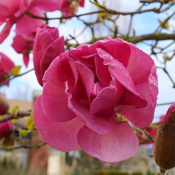Magnolia 'JURmag' PP20173