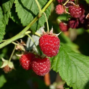 Rubus idaeus var. strigosus 'Willamette'