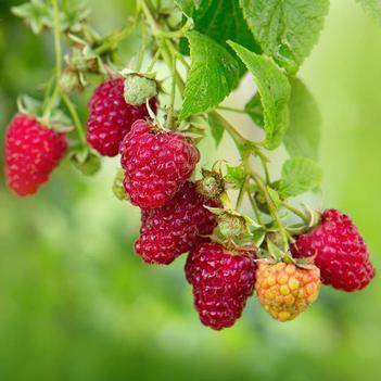Rubus idaeus 'Vintage'