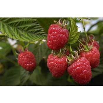Rubus idaeus 'Kokanee'