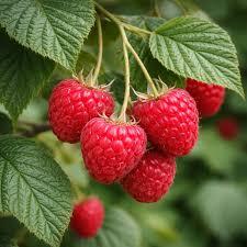 Rubus idaeus 'Encore' PP11746