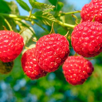 Rubus idaeus 'Canby Red'
