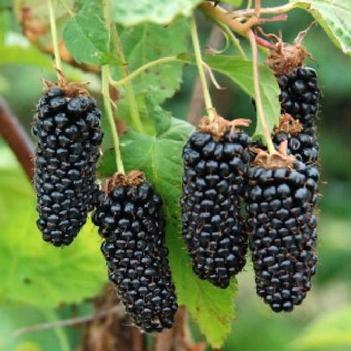 Rubus 'Columbia Giant' PP28369