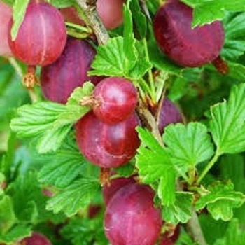 Ribes uva-crispa 'Little Ben' 