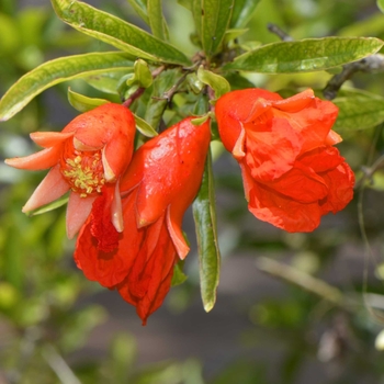 Punica granatum 'Wonderful'