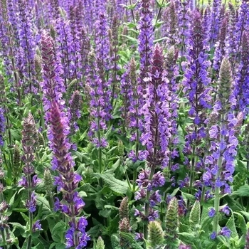 Salvia x sylvestris 'Blue Queen'