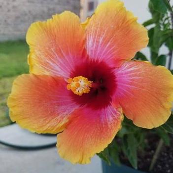 Hibiscus rosa-sinensis 'Fiesta'