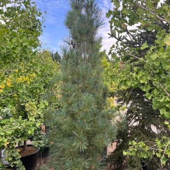 Pinus strobus 'Stowe Pillar'