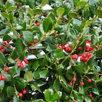Ilex cornuta 'Burfordii'